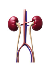 Human kidney structure