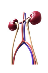 Human kidney structure