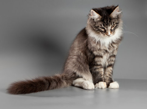 Kitten on a gray background. Maine Coon