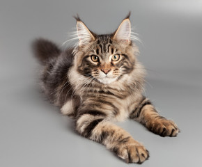 Fototapeta na wymiar Kitten on a gray background. Maine Coon