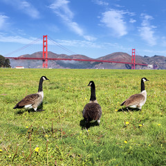 gooses of the bridge