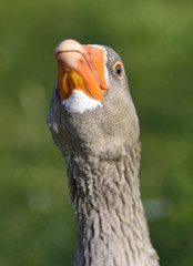 The grey goose is in the green lawn
