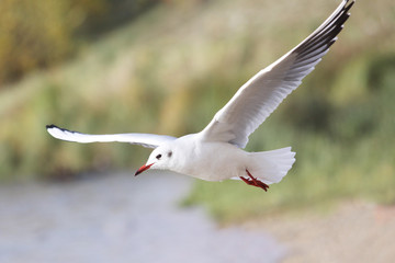 seguall in flight