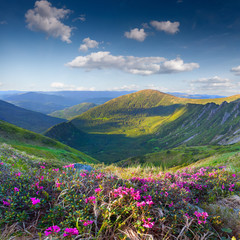 Obraz premium Magic pink rhododendron flowers on summer mountain