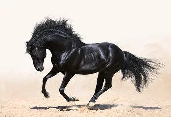 Raamstickers Zwart paard galopperen © Kseniya Abramova