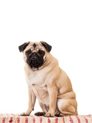 Obraz premium Fat Dog