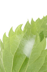 Cocoon Fastened to the Underside of Leaf