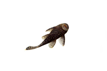 Aquarium Fish Bushymouth catfish (Ancistrus dolichopterus) - obrazy, fototapety, plakaty