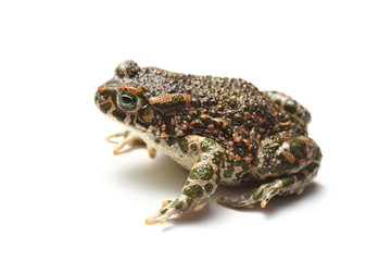 green toad (Bufo viridis) over white