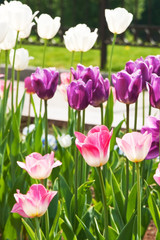 Fototapeta premium tulips