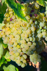 White grape from South of France