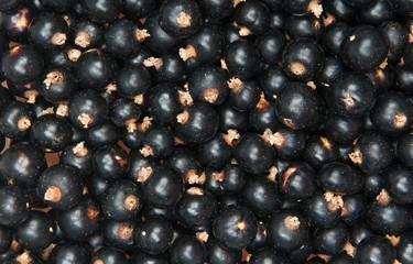 blackcurrant
