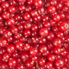 redcurrant