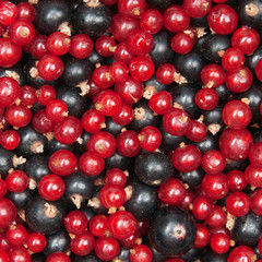 redcurrant and  blackcurrant