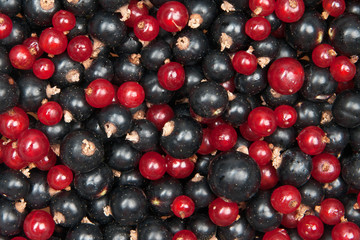 redcurrant and  blackcurrant