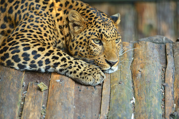 Leopard
