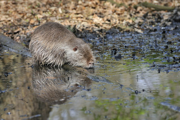 Nutria
