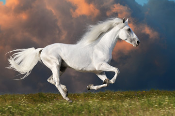 Fototapeta na wymiar Biały koń biegnie na ciemnym tle nieba