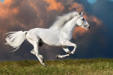 Afwasbaar Fotobehang Paardrijden White horse runs on the dark sky background