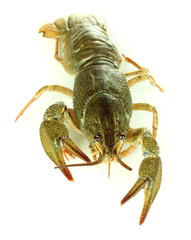 Alive crayfish isolated on white close-up