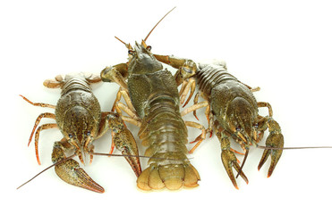 Alive crayfishes isolated on white background