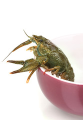 green crayfish in a purple bowl on white background close-up