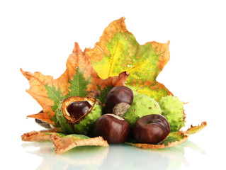 Chestnuts with autumn dried leaves, isolated on white