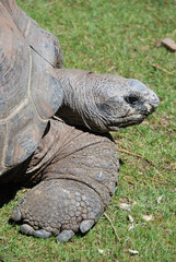 Obraz premium Tortue géante d'Aldabra