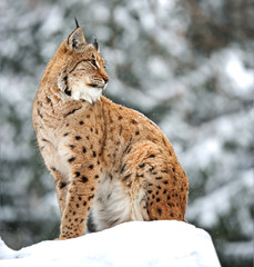 Lynx winter