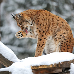 Lynx winter