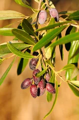 Foto auf Acrylglas Olivenbaum olive tree
