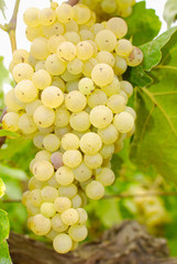 Grapes in a vineyard in Italy