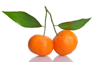 tangerines on a branch with leaves