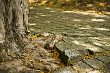 Wurzel zerstört Gehweg