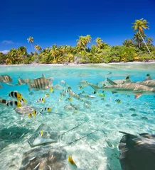 Tropical island above and underwater © BlueOrange Studio