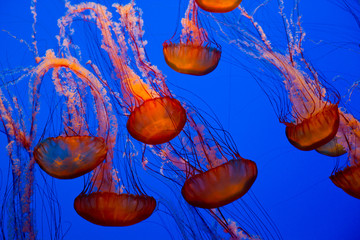 Naklejka premium colorful jellyfish