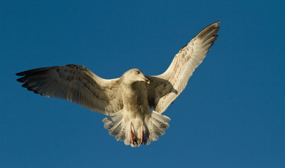 Seagull in flight