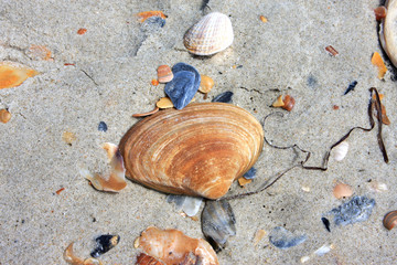 shells on a beach