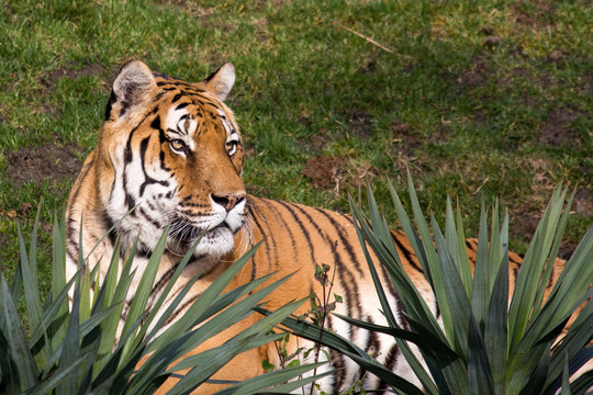 Tigre