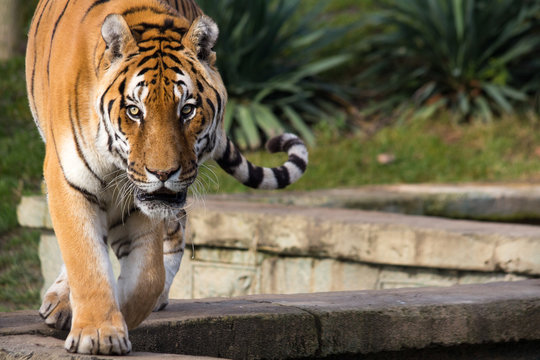 Tigre