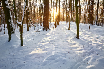 Sunset in a winter forest. Winter landscape.