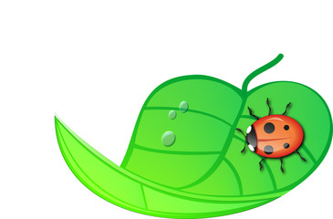 Ladybug on a green leaf