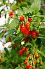 Goji Beere - goji berry 11