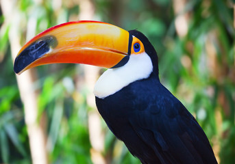 Toucan