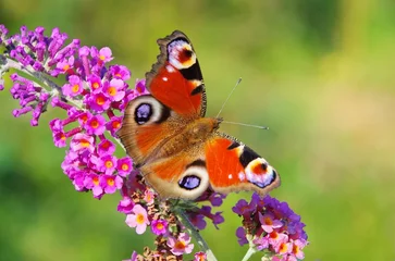 Photo sur Plexiglas Papillon Buddleia avec papillon paon 02