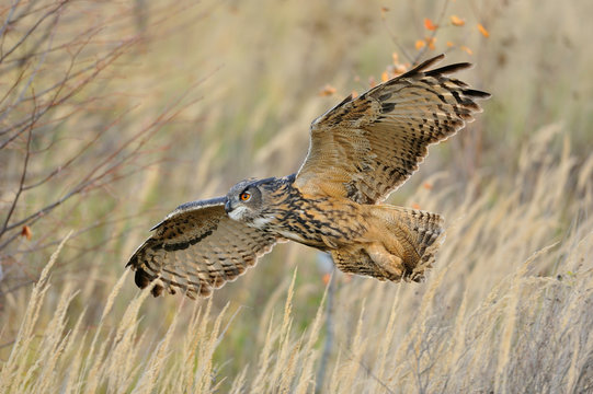 Flying Eurasian Eagle-Owl