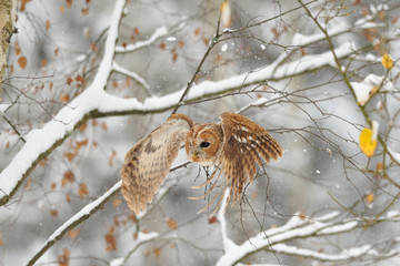 Flying tawny owl