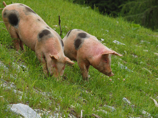 Schweine auf der Alm