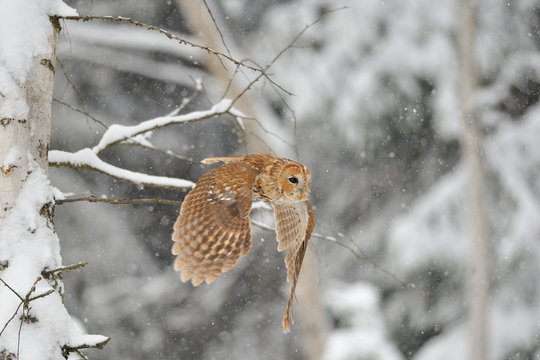 Flying tawny owl