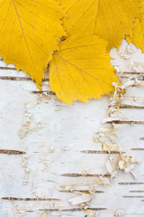 yellow birch leaves on white birch bark - 46917140